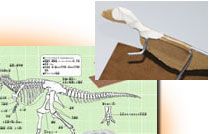 ティラノサウルスの骨格